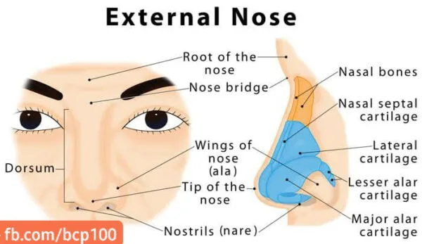 anatomy of nose on thefaceclinicpk.com