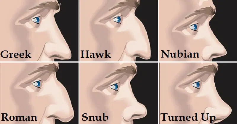 Different shapes of noses